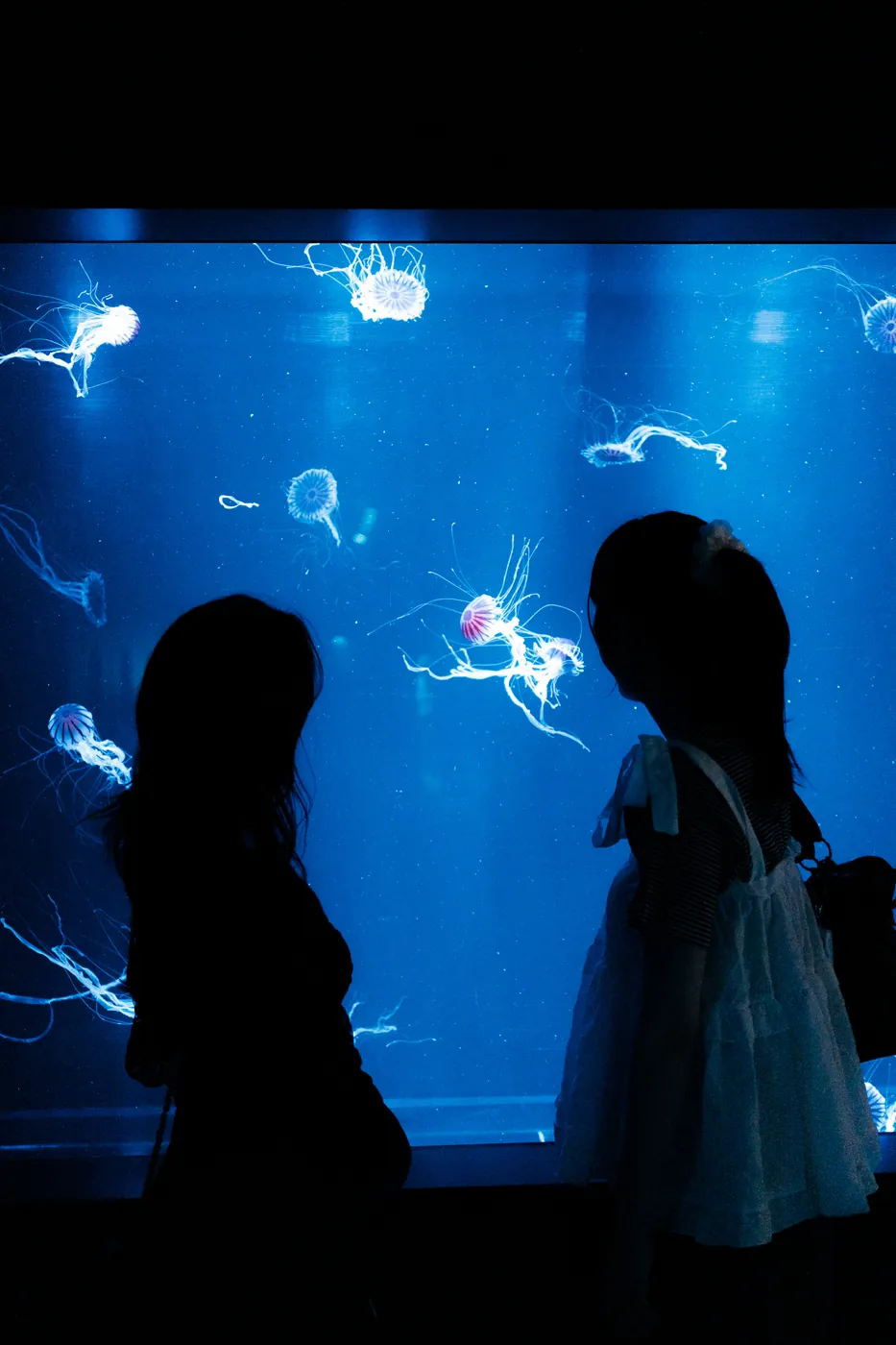 クラゲの水槽を眺める2人の写真