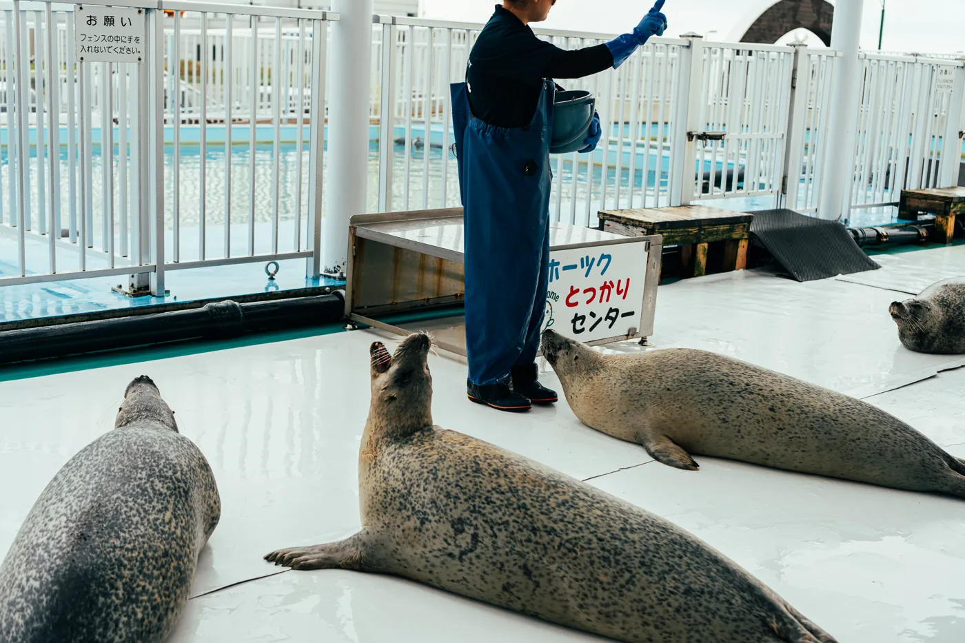 オホーツクとっかりセンターのアザラシの写真